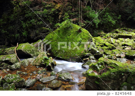 苔むす渓流 8245648