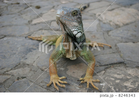 リクイグアナ 8246343