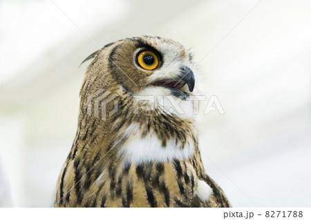 ベンガルワシミミズク 8271788