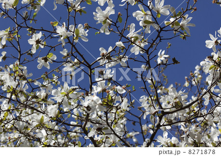 Magnolia blossom 8271878
