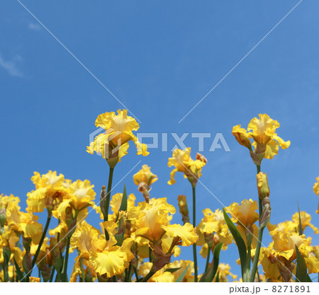 Iris flowers Iris flowers 8271891
