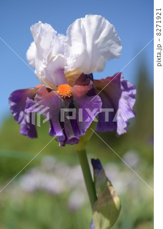 Iris flower Iris flower 8271921