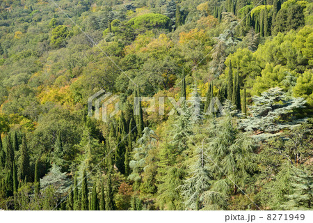 Forest background 8271949