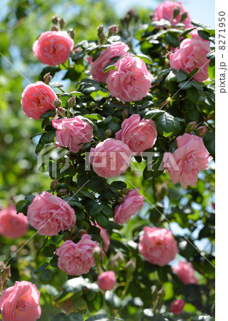 Pink roses 8271950