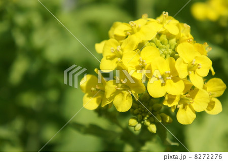 菜の花 菜の花 8272276