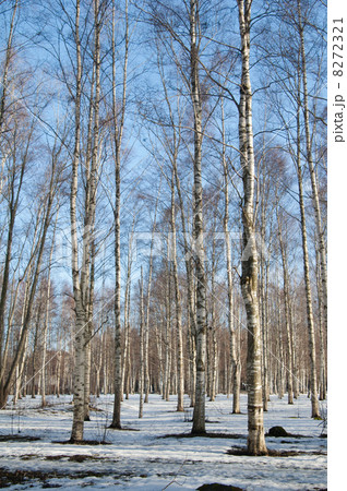Spring landscape in a birchwood 8272321