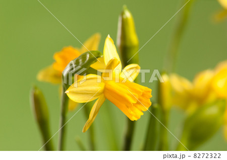 Narcissuses on a green background, a close up Narcissuses on a green background, a close up 8272322