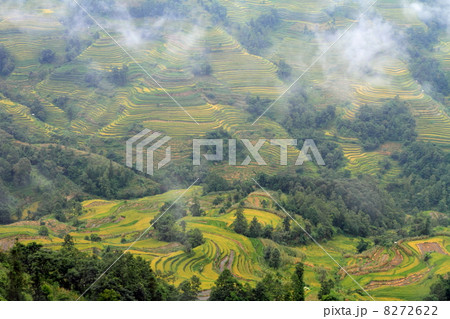 棚田風景（中国 雲南省 元陽 老虎嘴梯田景区） 8272622