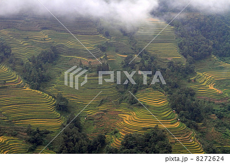 棚田風景(中国 雲南省 元陽 老虎嘴梯田景区) 棚田風景(中国 雲南省 元陽 老虎嘴梯田景区) 8272624