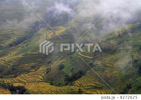 棚田風景(中国 雲南省 元陽 老虎嘴梯田景区) 棚田風景(中国 雲南省 元陽 老虎嘴梯田景区) 8272625