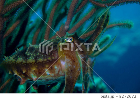 コブシメ コブシメ 8272672