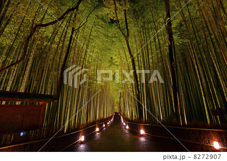 竹の小径ライトアップ 8272907