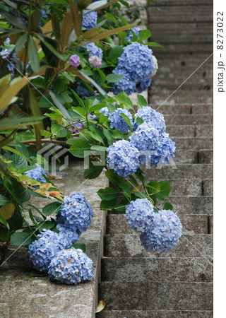 水色のアジサイ（和歌山県東牟婁郡那智勝浦町） 8273022