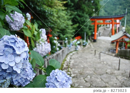 水色のアジサイ（和歌山県東牟婁郡那智勝浦町） 8273023