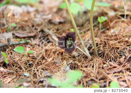ウスバサイシンの花 ウスバサイシンの花 8273040