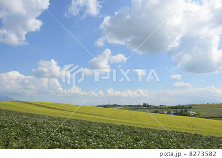 北海道美瑛の小麦畑 北海道美瑛の小麦畑 8273582