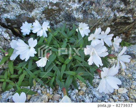 タカネビランジ 8273637