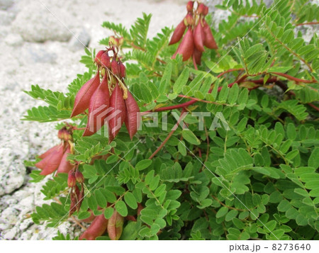 タイツリオウギ 8273640