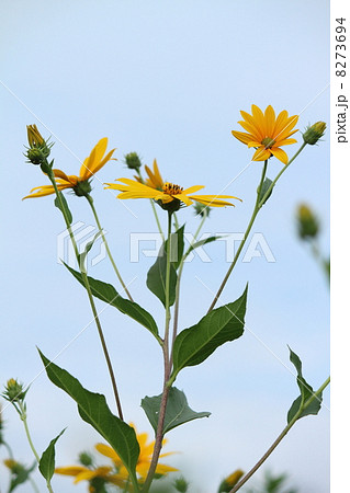 キクイモの花 キクイモの花 8273694