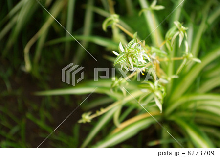 花を咲かせるオリヅルランと思われる植物の写真素材