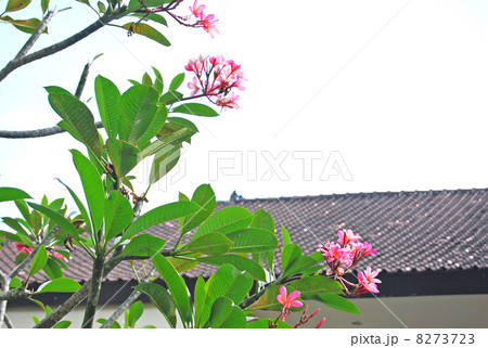 フランジパニ ジュプン プルメリア 花 南国 建物 屋根 青空 晴れ 緑の葉 桃色 自然 風景 バリ島 インドネシア バリ 南国 南の島 真夏 常夏 熱帯 フランジパニ ジュプン プルメリア 花 南国 建物 屋根 青空 晴れ 緑の葉 桃色 自然 風景 バリ島 インドネシア バリ 南国 南の島 真夏 常夏 熱帯 8273723