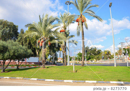 Date palms against the blue sky with clouds 8273770