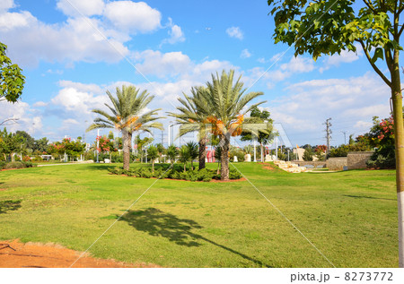 Date palms on the lawn in the park 8273772