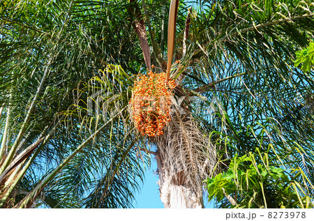 Large cluster of ripe dates on palm top 8273978