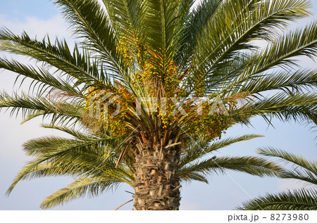 Dates ripen on a palm tree in the Middle East 8273980