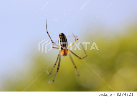 くも くも 8274221