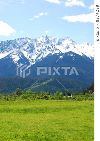 草原と残雪の山 8274239