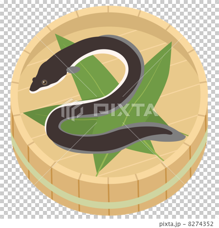 桶に入った鰻 桶に入った鰻 8274352