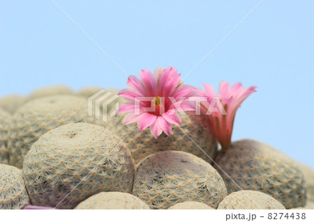サボテンの花、マミラリア、鶴の子丸の写真素材 [8274438] - PIXTA