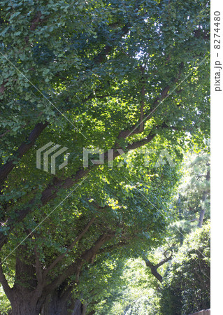 絵画館前のイチョウ並木 8274480