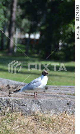 シベリウス公園にユリカモメがいた 8274993