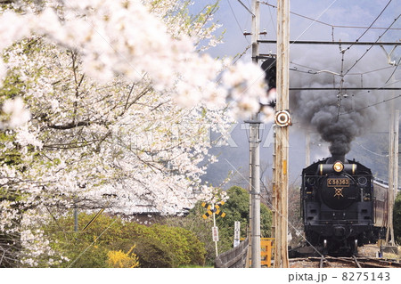 春の秩父鉄道ＳＬ 8275143