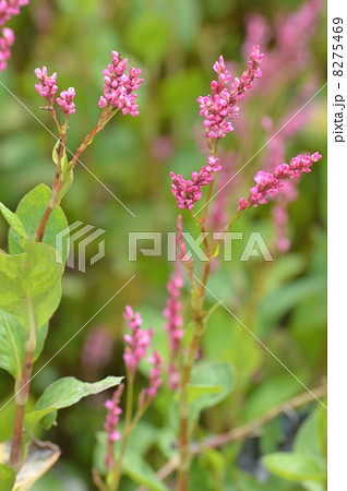 アイの花 8275469