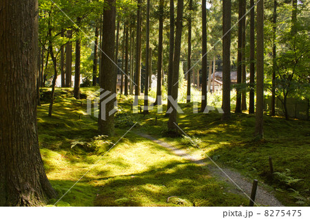 苔の園 8275475