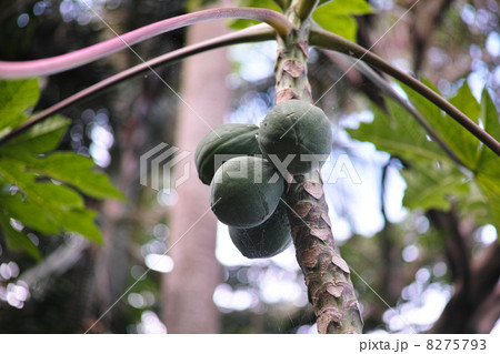 パパイア 8275793