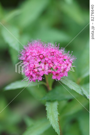 下野シモツケ　富士山にも咲いている寒さに強い花。 8276640