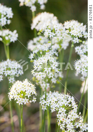ニラの花　花の写真素材 8276681
