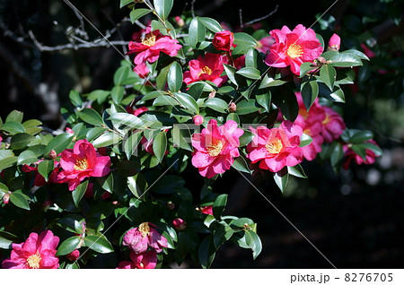 山茶花サザンカ咲いた路・・・ 山茶花サザンカ咲いた路・・・ 8276705