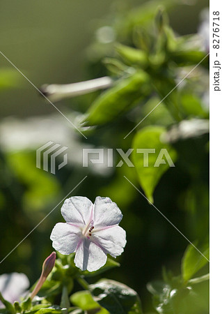 オシロイバナ　白　　花の写真素材 8276718