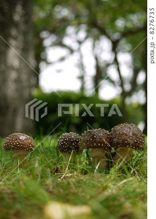 テングタケ 8276735