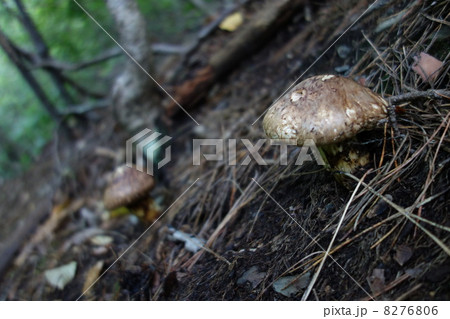 マツタケ マツタケ 8276806