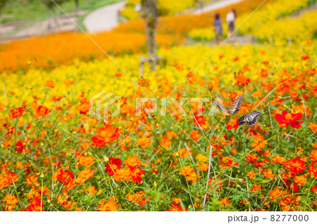 キバナコスモスとアゲハチョウ　花の写真素材 8277000