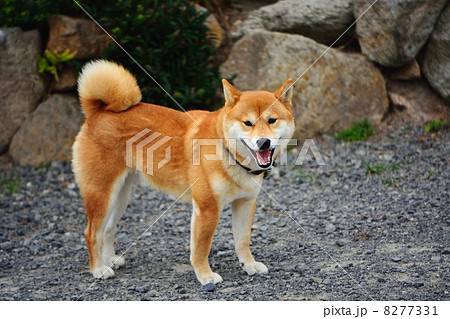 柴犬を横から見た全身（三歳）の写真素材 [8277331] - PIXTA