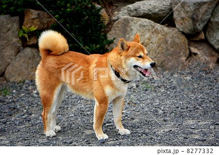 柴犬を横から見た全身 三歳 の写真素材