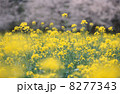 法華嶽公園の菜の花１ 8277343