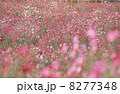 生駒高原のコスモス３ 8277348